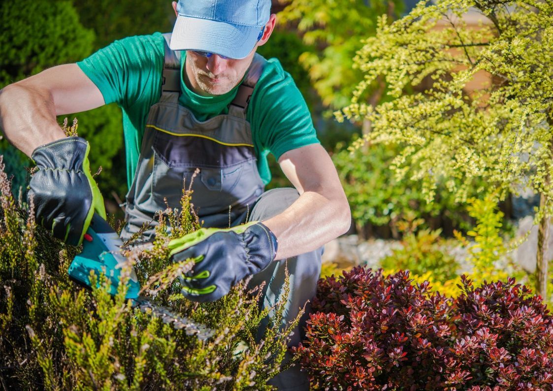 An Expert Gardener Working On Plants In Marietta An Expert Gardener Working On Plants In Marietta